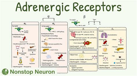 what do beta 1 receptors do|Beta Receptors: A Complete Overview .